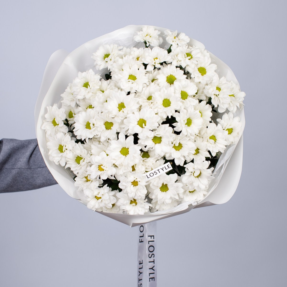 hrizantema romashka 11 sht 7